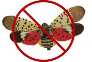 Spotted Lantern Fly with No Symbol over It
